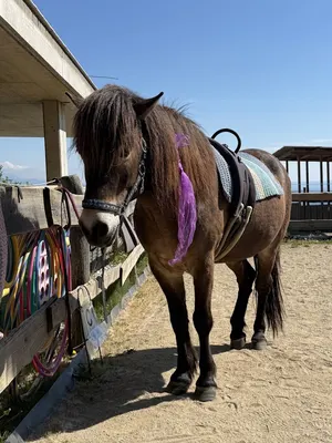 ponyseidank | Greisdorf