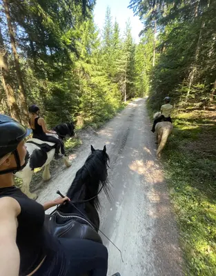 Reiten am Hollerblütenhof