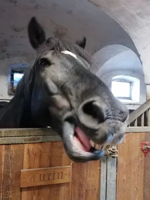 Reitstall - Gut Ottmanach