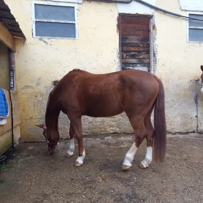 Reitstall Hatzl