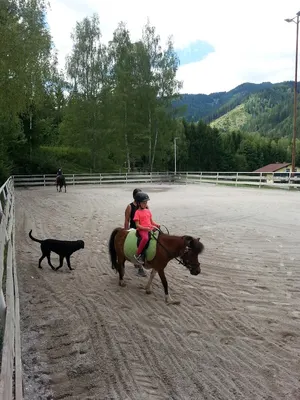 SPORTPFERDE SCHMEDLER