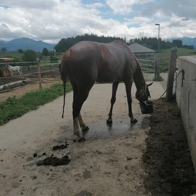 Reitstall Spitzer Mötschendorf