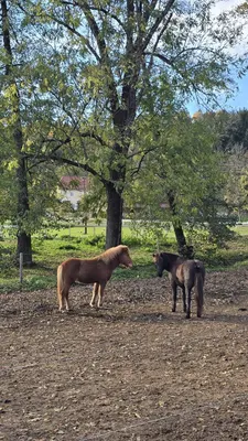 Reitstall Zweidick