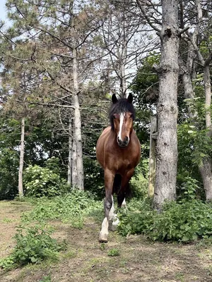 Dragahof Pferdegestütztes Training