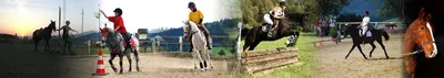 Pferd & Du - Andrea Hörtenhuber