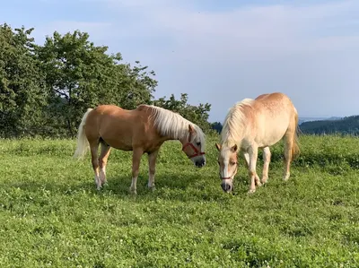 Pferdehof Neuwirt