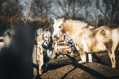 Pferdegestüt Prunnehof