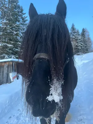 Sunny Mountain Ranch