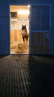 Pferdeeinstellbetrieb Enner Isabella