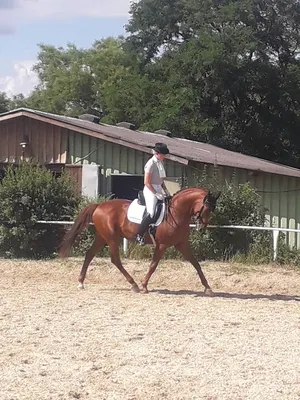 Reitstall Semper Salio Enzesfeld