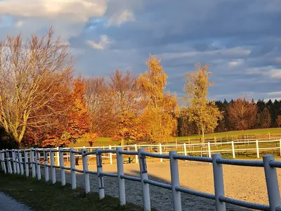 Dressurstall Reitstall MFS Steyr / Linz Land